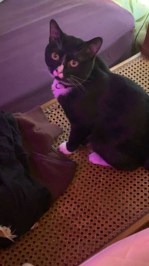 Lost Cat in Hendersonville, Tennessee — listing photo