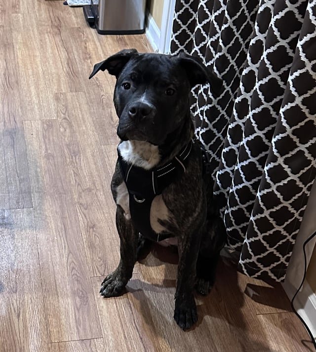 lost dog in Charlotte, North Carolina