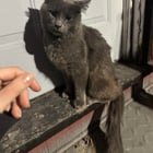 Lost Pet in Buffalo, New York — listing photo