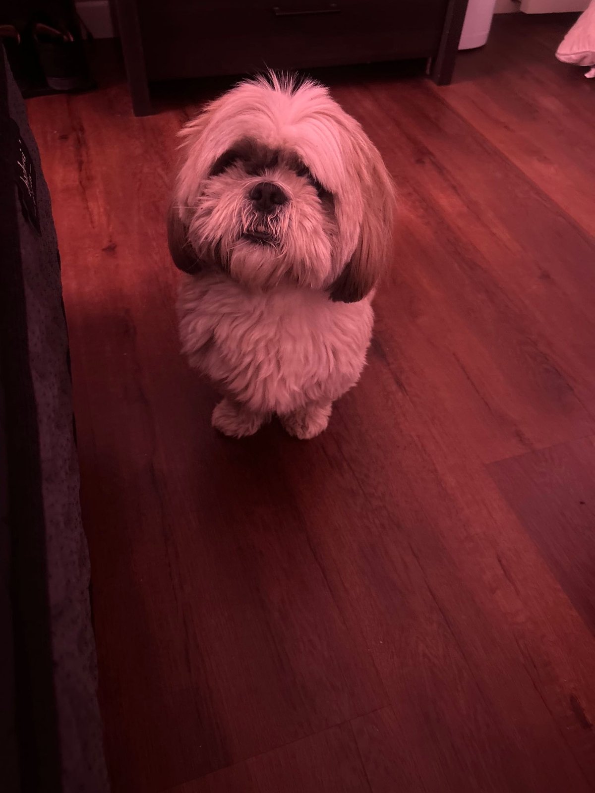 Lost Dog in Bakersfield, California — listing photo