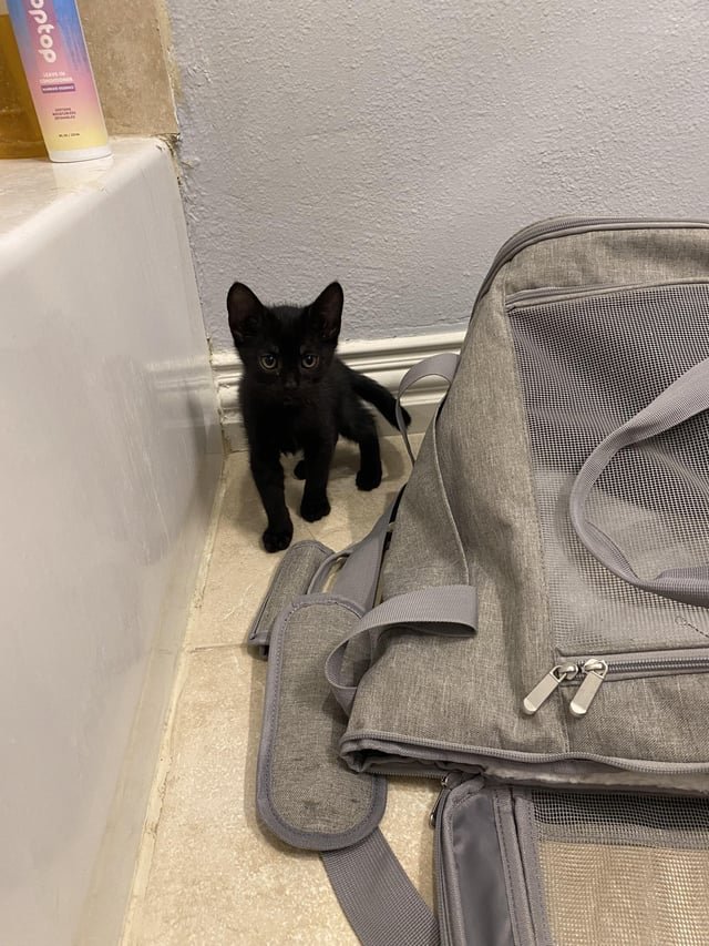 Found Cat in Dallas, Texas — Would anyone like two kittens?