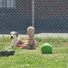 lost dog in Louisville, Kentucky