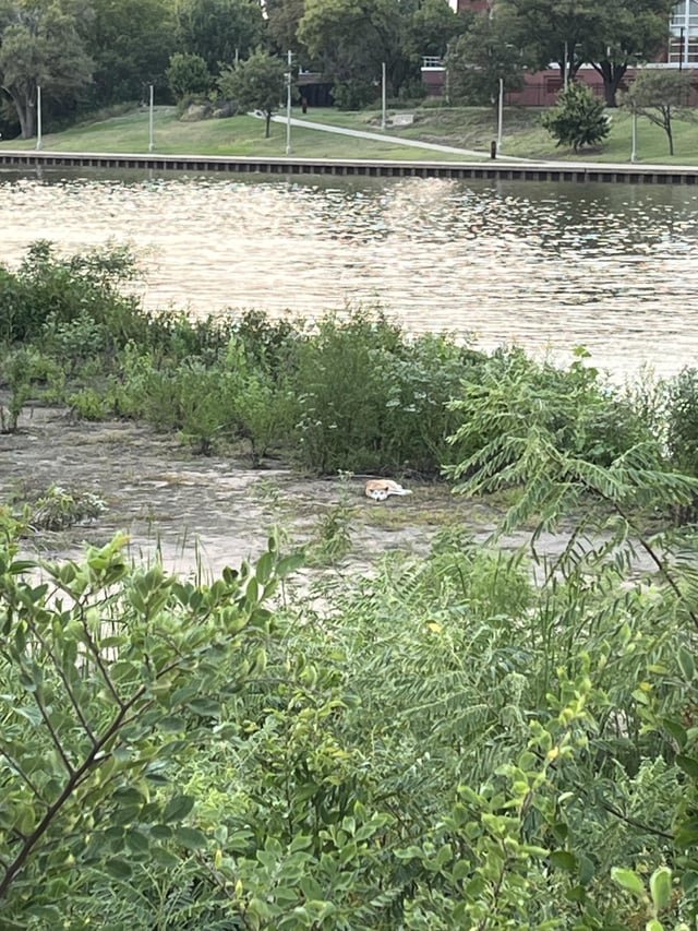 Lost Dog in Wichita, Kansas — listing photo