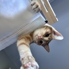 Lost Cat in Asheville, North Carolina — listing photo