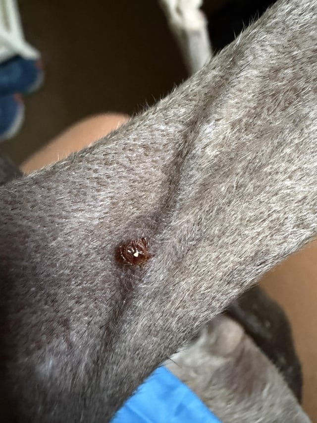 Found Dog in Jacksonville, Florida — Lone Star Tick at Spanish Pond Trail