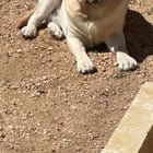 lost dog in Austin, Texas