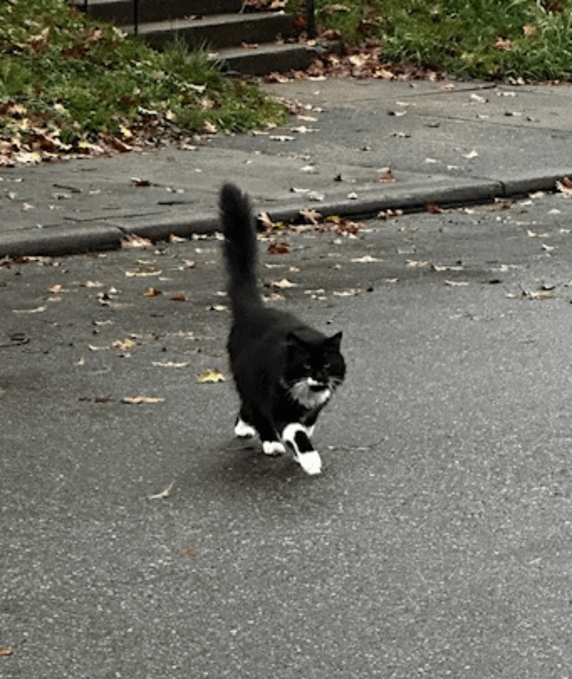 Found Pet in Cincinnati, Ohio — listing photo
