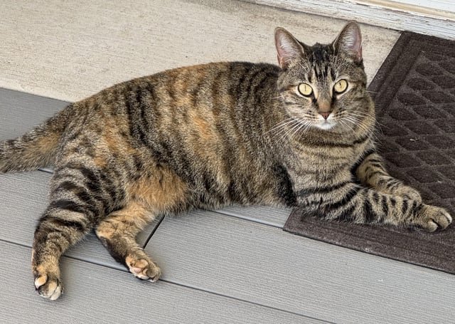 Lost Cat in Austin, Texas — listing photo
