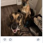 lost dog in Austin, Texas
