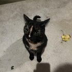 found cat in Toledo, Ohio