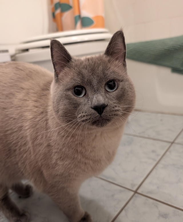 found cat in Minneapolis, Minnesota