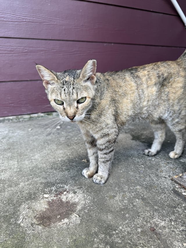 found cat in San Antonio, Texas