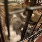 Found Cat in Baltimore, Maryland — Free Cat Clinic (Spay/Neuter and Vaccines)