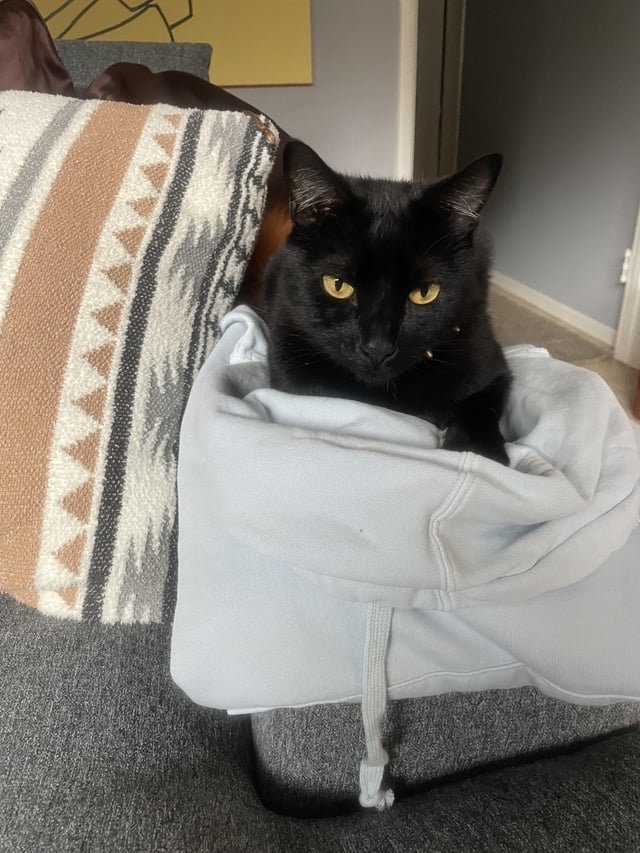 lost cat in New York, New York