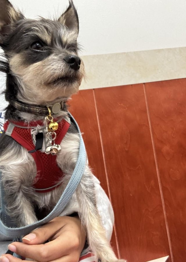lost dog in San Francisco, California