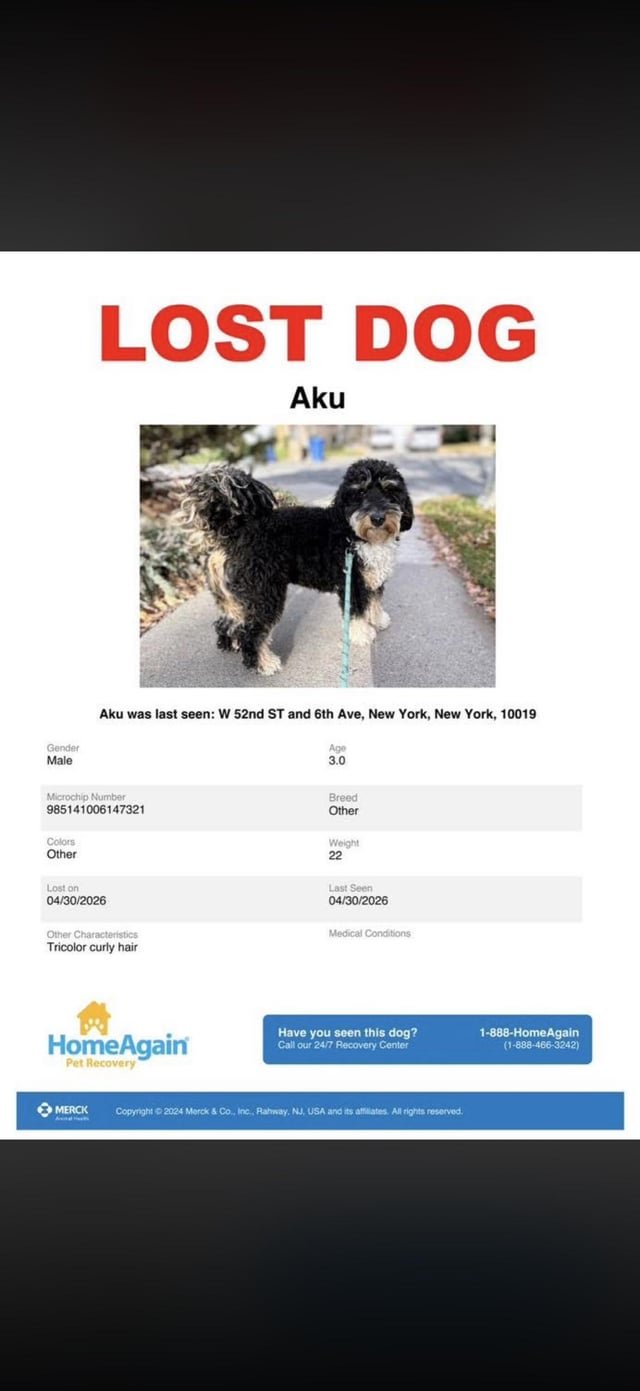 Lost Dog in New York, New York — listing photo