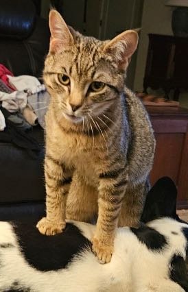Lost Cat in Newberg — listing photo
