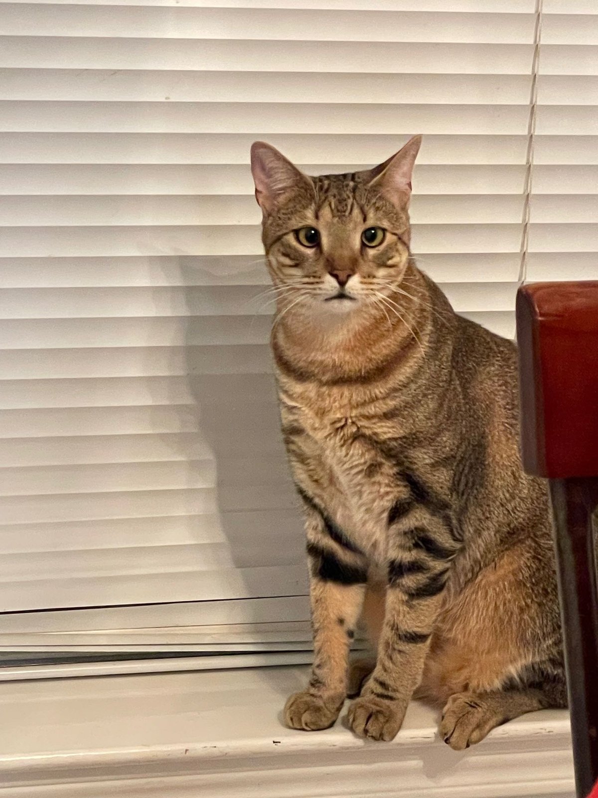 Lost Cat in Tomball — listing photo