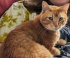lost cat in Plano, Texas