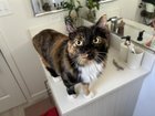 found cat in Reno, Nevada