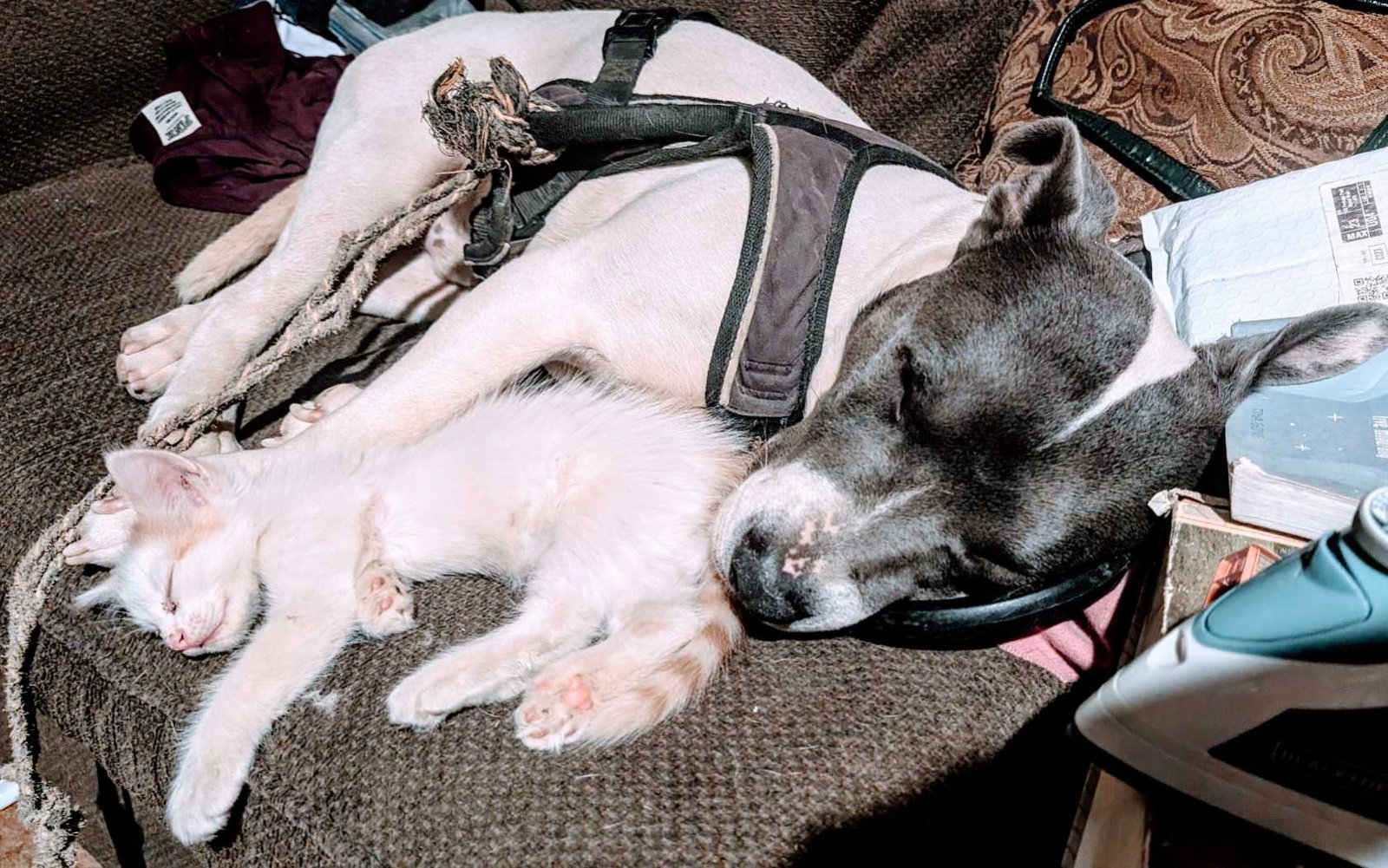 Lost Dog in Lancaster, Ohio — listing photo