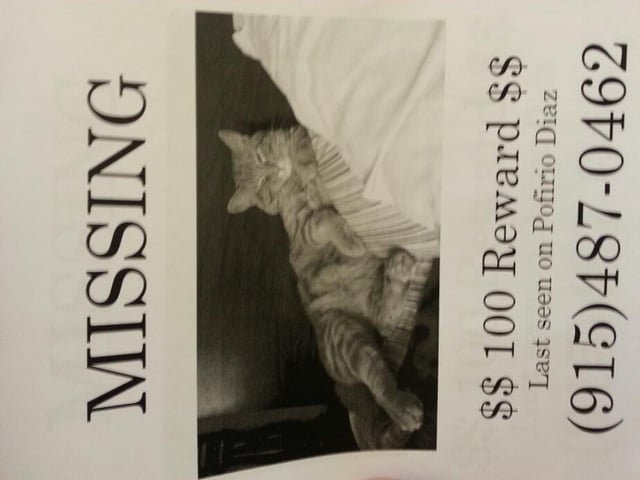 Lost Cat in El Paso, Texas — My friend's cat went missing today. Its an orange cat as seen in the picture. Last seen in Porfirio…