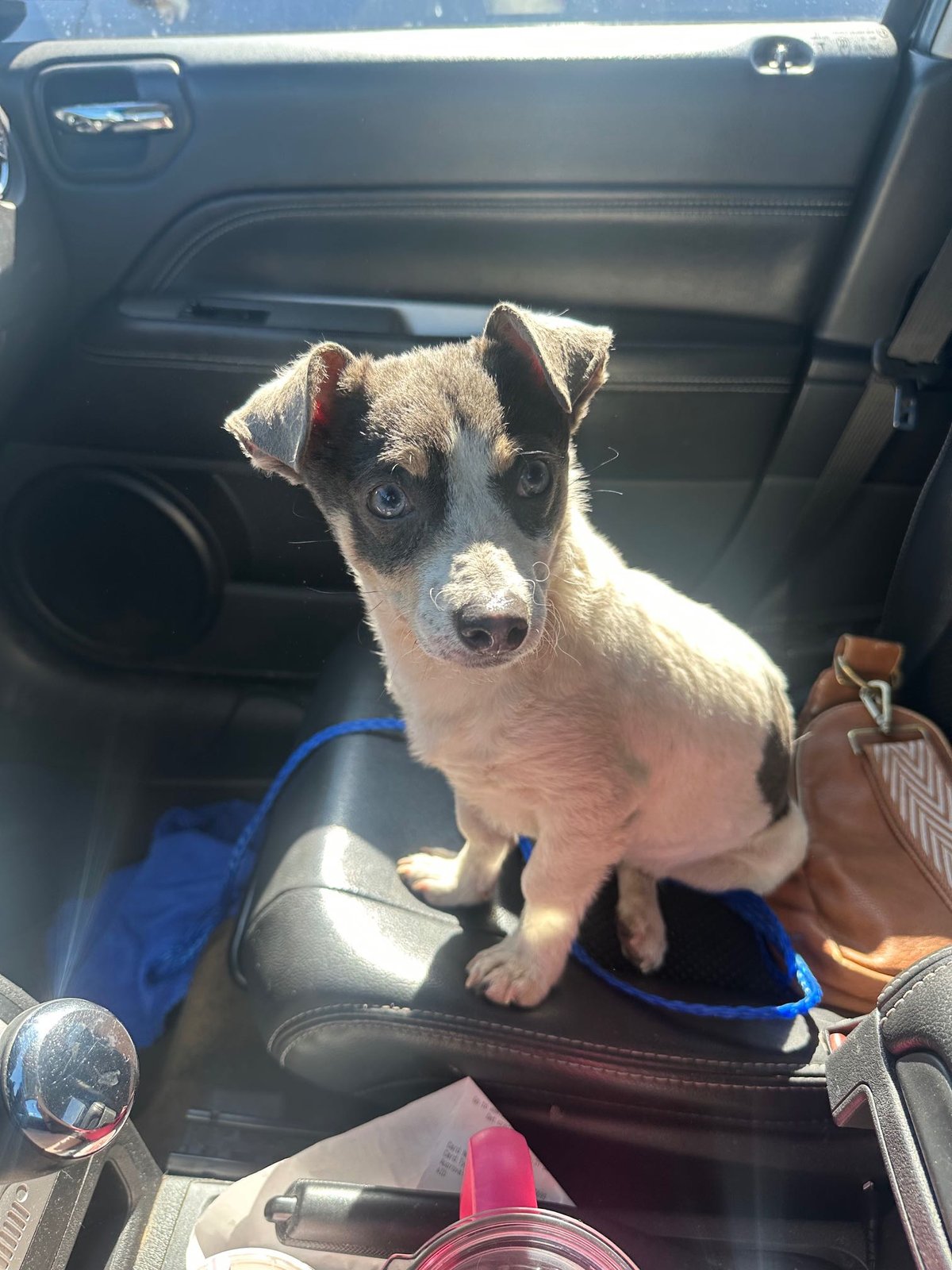 Found Dog in Las Vegas, Nevada — listing photo