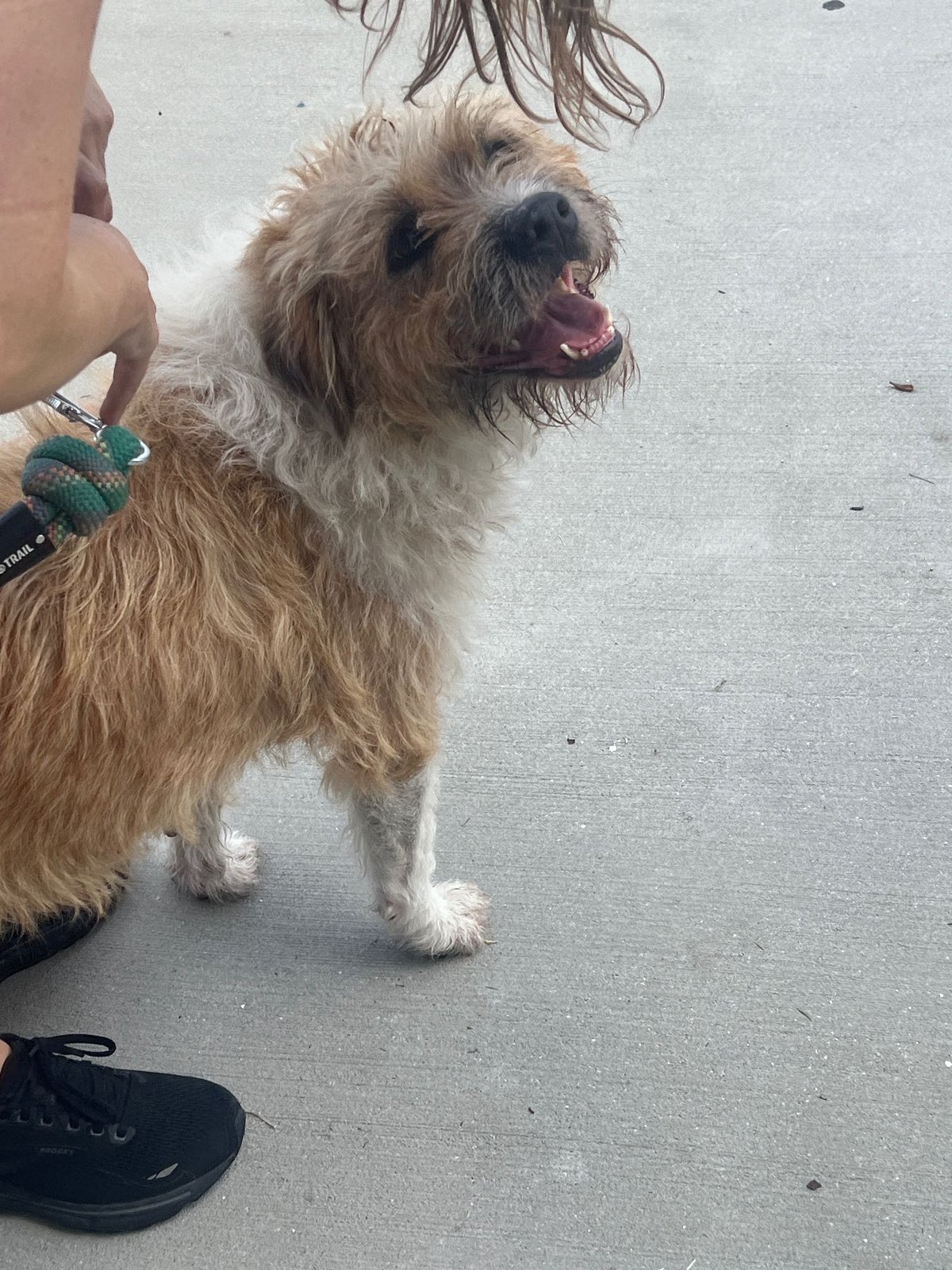 Found Dog in Hinesville — listing photo