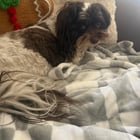 lost dog in Sacramento, California