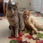 Lost Cat in Austin, Texas — listing photo