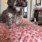 Lost Pet in Cincinnati, Ohio — listing photo