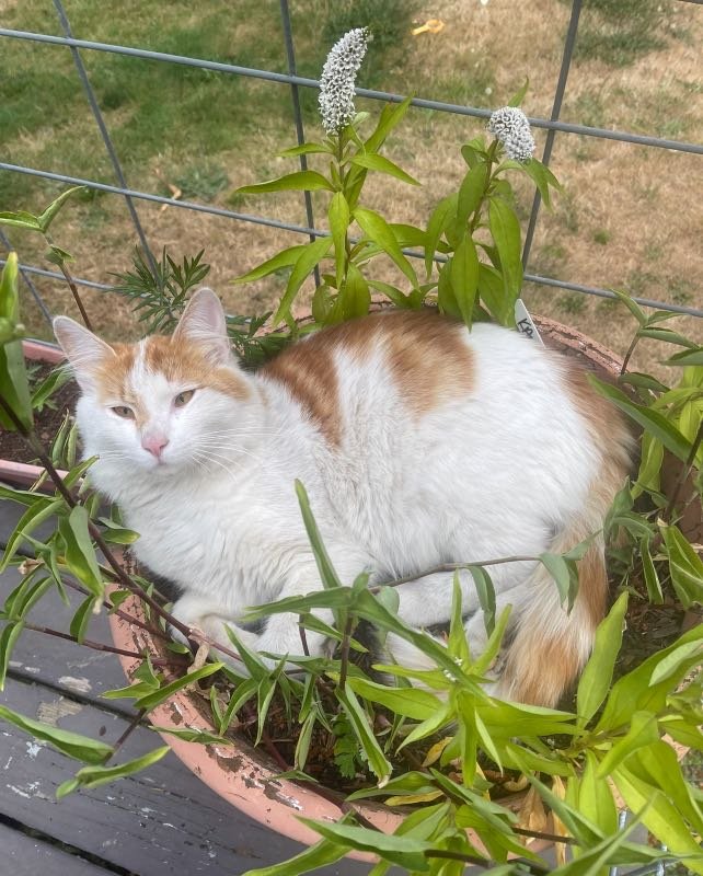 Lost Cat in Carson, California — listing photo