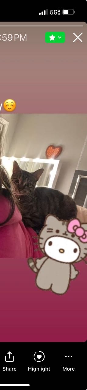 Lost Cat in Houston, Texas — listing photo