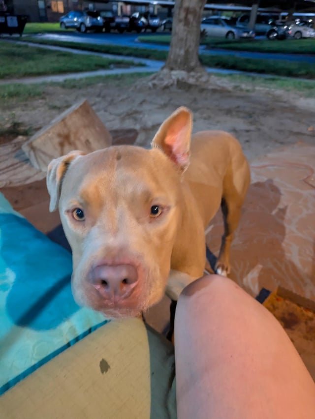 Lost Dog in Wichita, Kansas — listing photo
