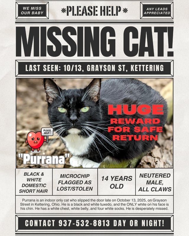 Lost Cat in Dayton, Ohio — Please help Purrana come home for the holidays 💔