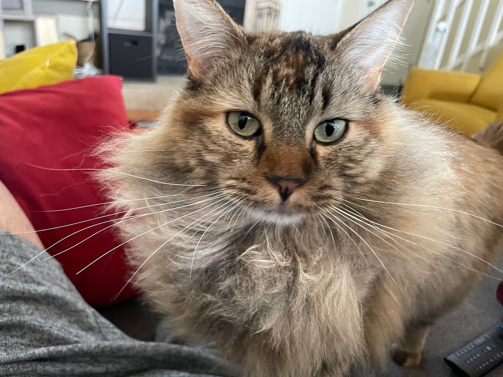 Lost Cat in Denver, Colorado — listing photo