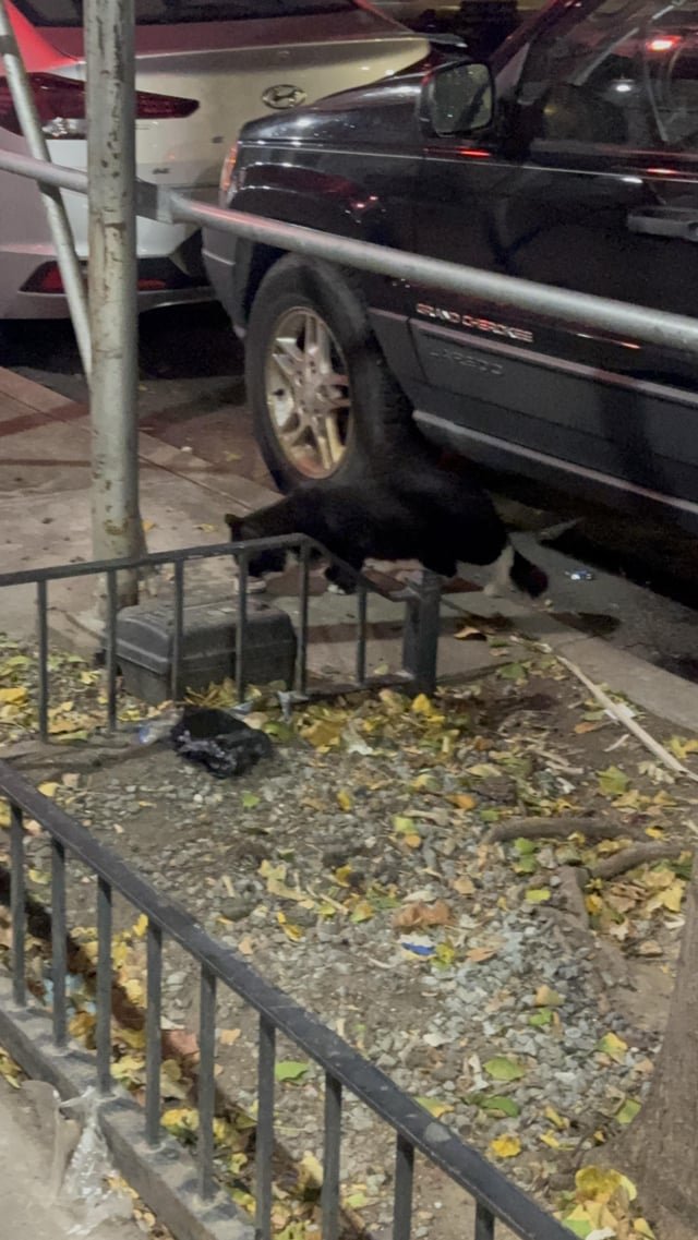 Found Cat in New York, New York — listing photo