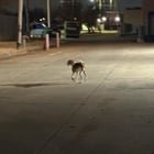 Lost Dog in Oklahoma City, Oklahoma — listing photo