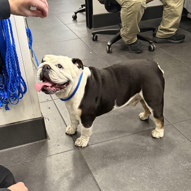 lost dog in Denver, Colorado