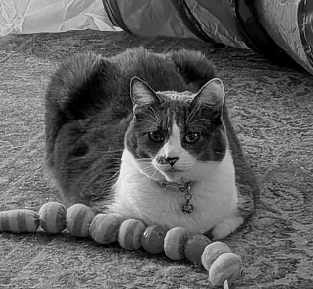 Lost Cat in Sacramento, California — listing photo