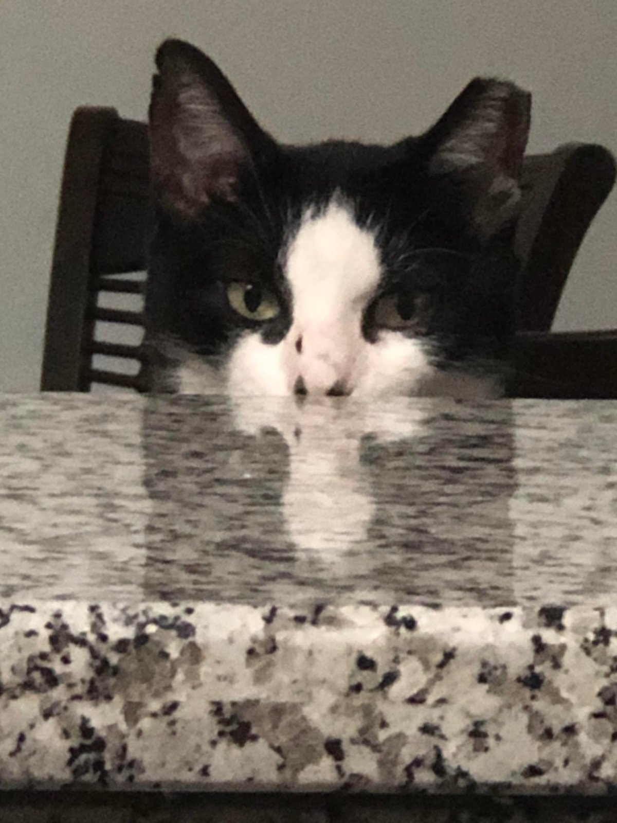 Lost Cat in Miami, Florida — listing photo