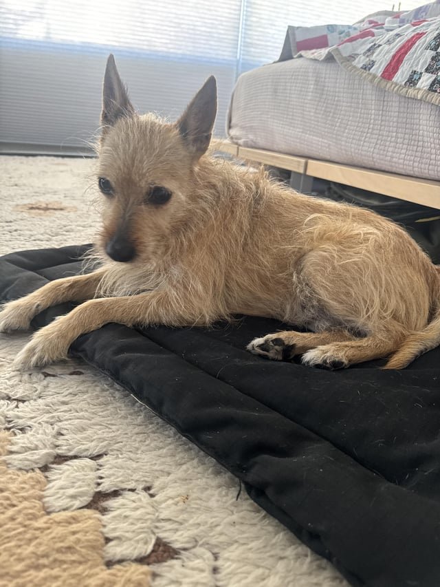 lost dog in Kansas City, Missouri
