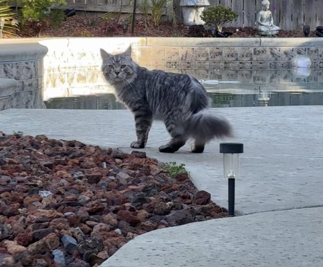 Found Cat in Sacramento, California — Found? Cat