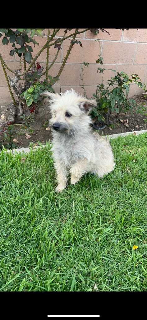 Lost Dog in Inglewood, California — listing photo