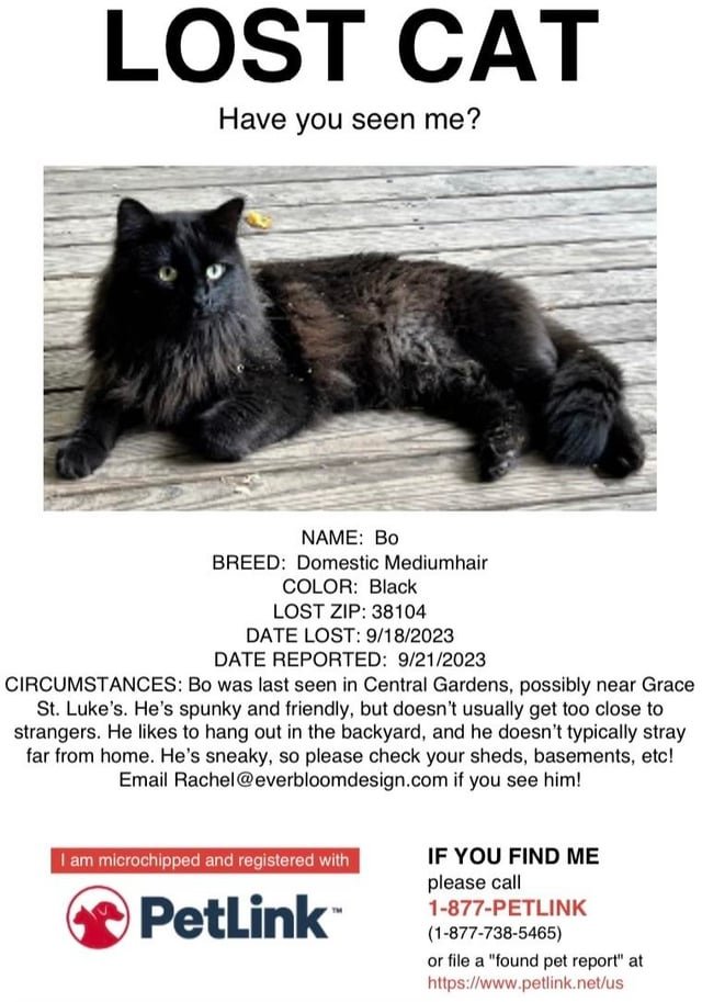Lost Cat in K — listing photo