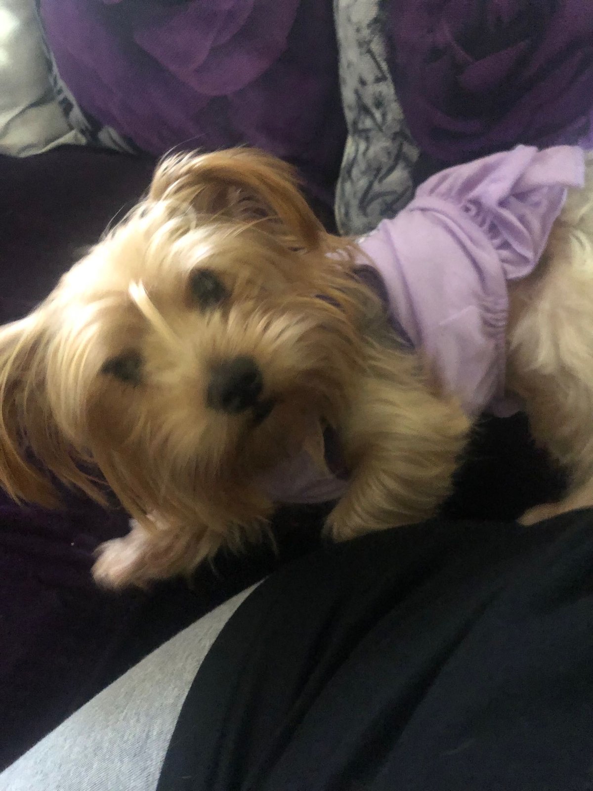 Lost Dog in Valdosta, Georgia — listing photo