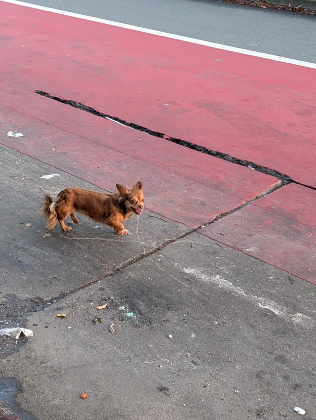 lost dog in San Francisco, California