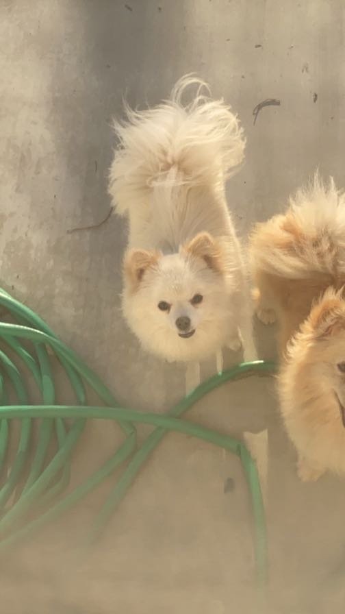 Lost Dog in Bakersfield, California — listing photo