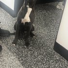 Lost Dog in Philadelphia, Pennsylvania — listing photo