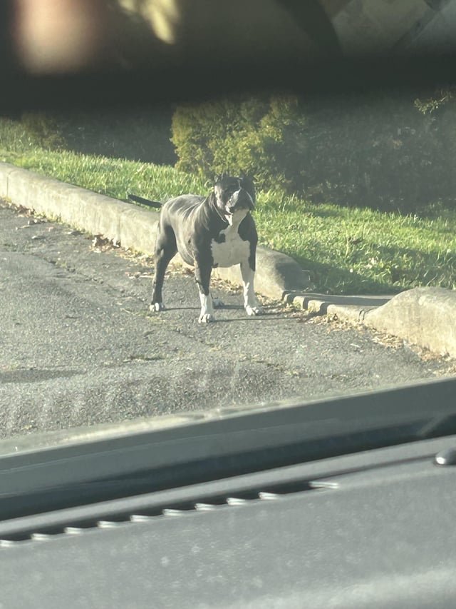 Found Dog in Asheville, North Carolina — listing photo